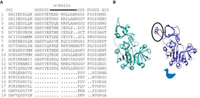 Enhancement of Heat Stability and Kinetic Parameters of the Maize Endosperm ADP-Glucose Pyrophosphorylase by Mutagenesis of Amino Acids in the Small Subunit With High B Factors